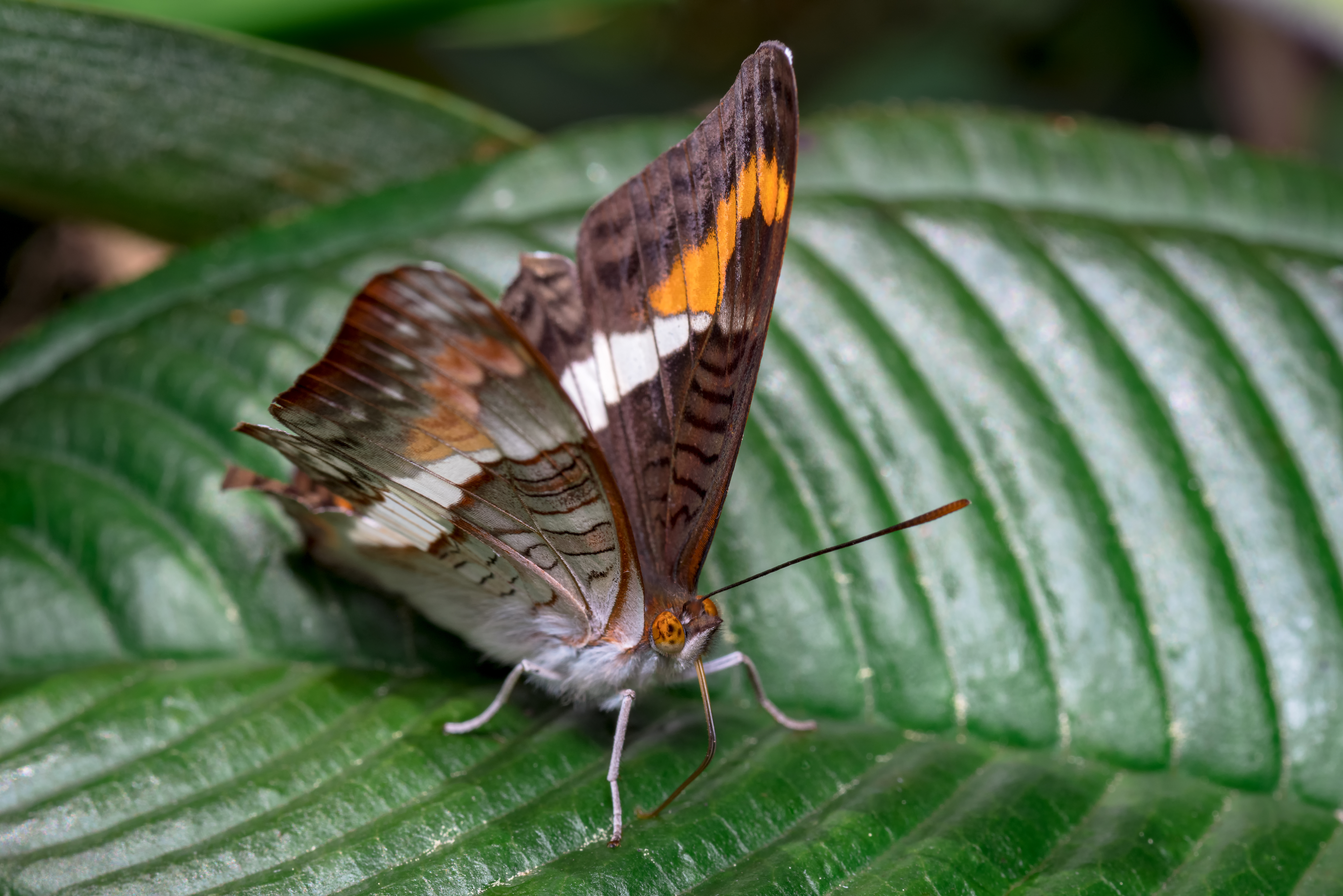 Borba za spas leptira fritilarija